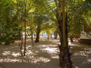 view from the back rows of the bungalows